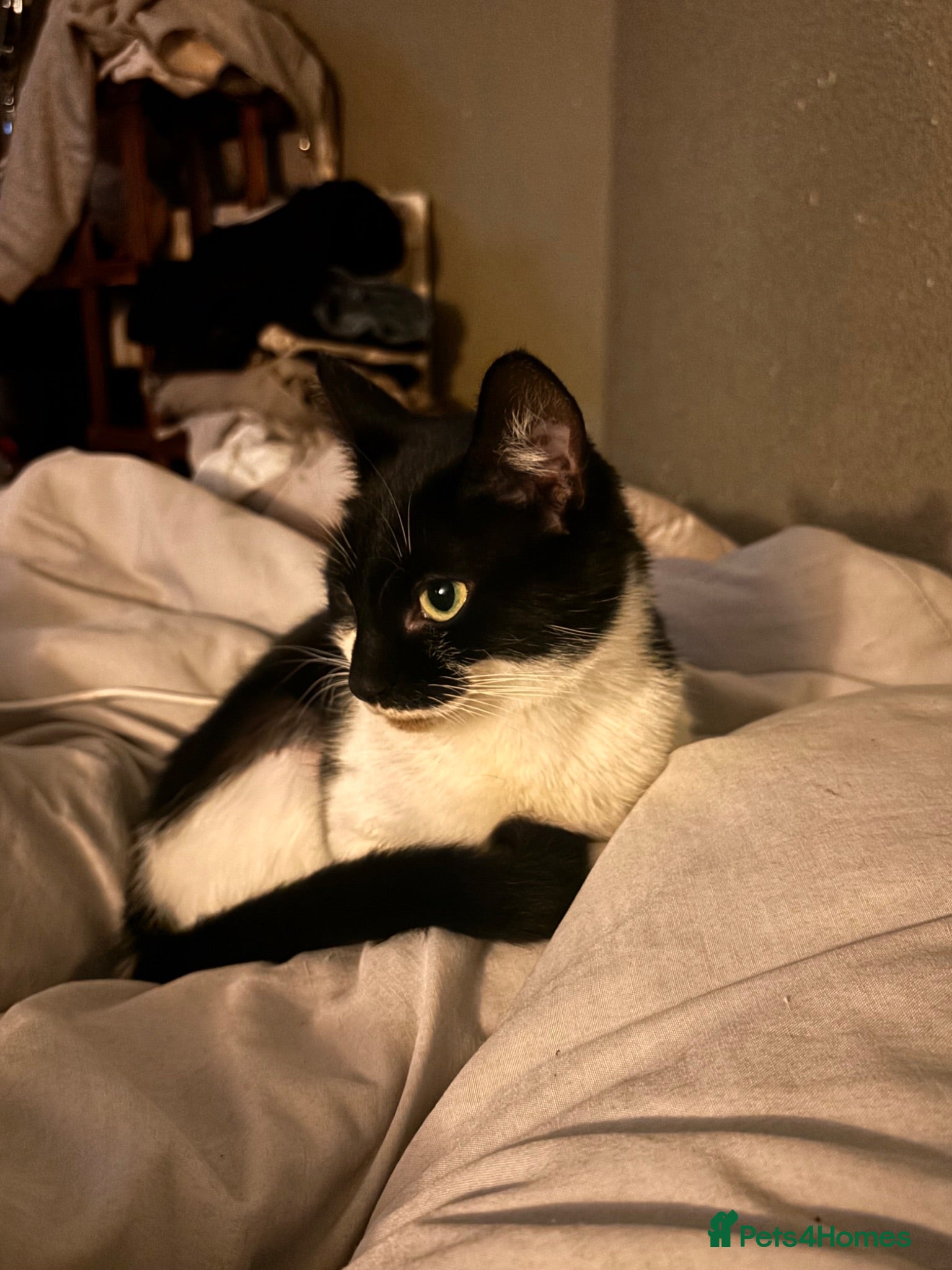 Mixed Breed cats Nala  - Advert 1