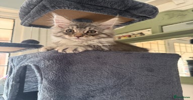 Maine Coon cats - Advert 3