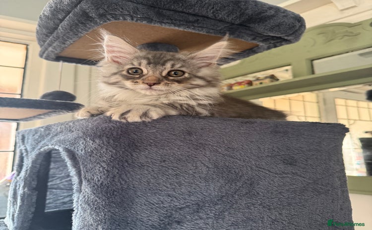 Maine Coon cats - Advert 4