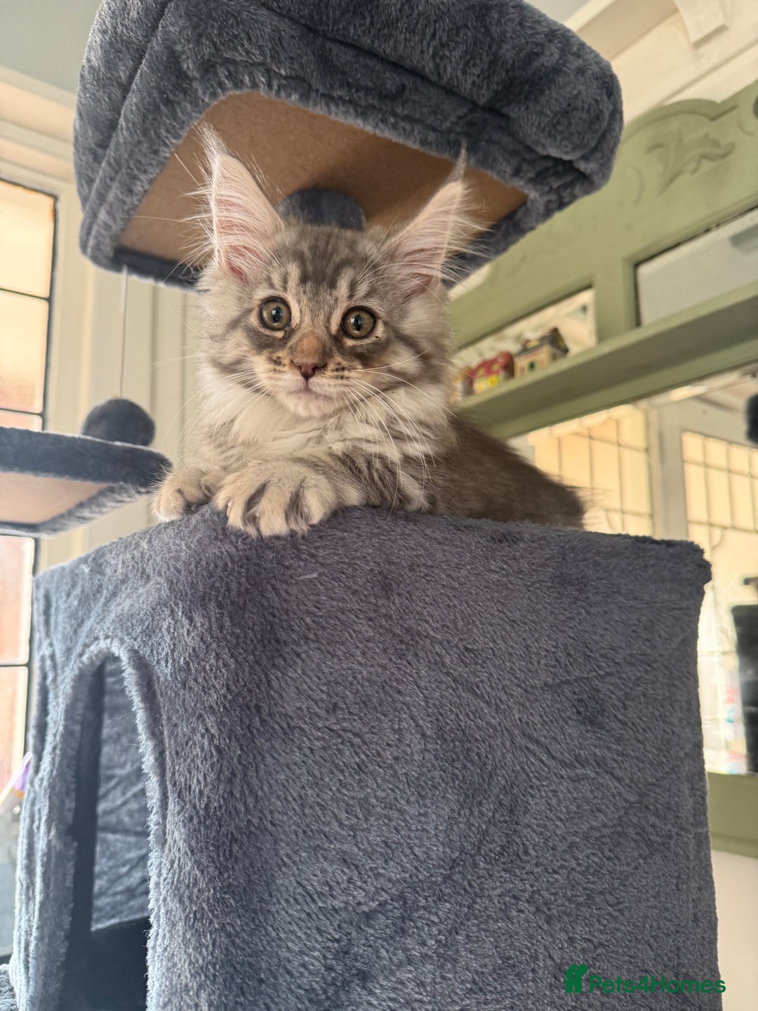 Maine Coon cats for sale: Maine coon kittens GCCF - Image 1