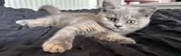 British Shorthair cats for sale: ‼️2 REMAINING‼️ BSH cross kittens available💞 - Advert 25