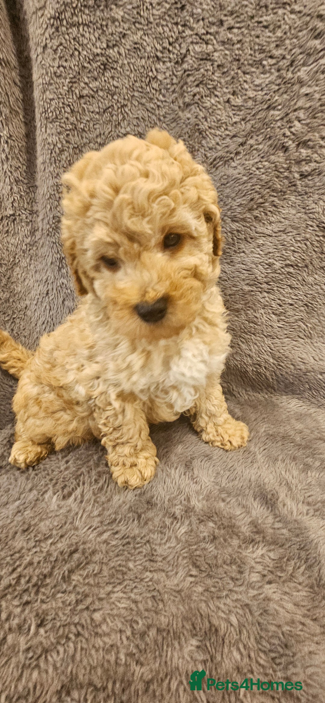 Toy Poodle dogs for sale: Beautiful Toy Poodle Puppies - Advert 14
