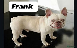 French Bulldog dogs for adoption: 💙🐶 FRANK 🐶💙 - Image 2