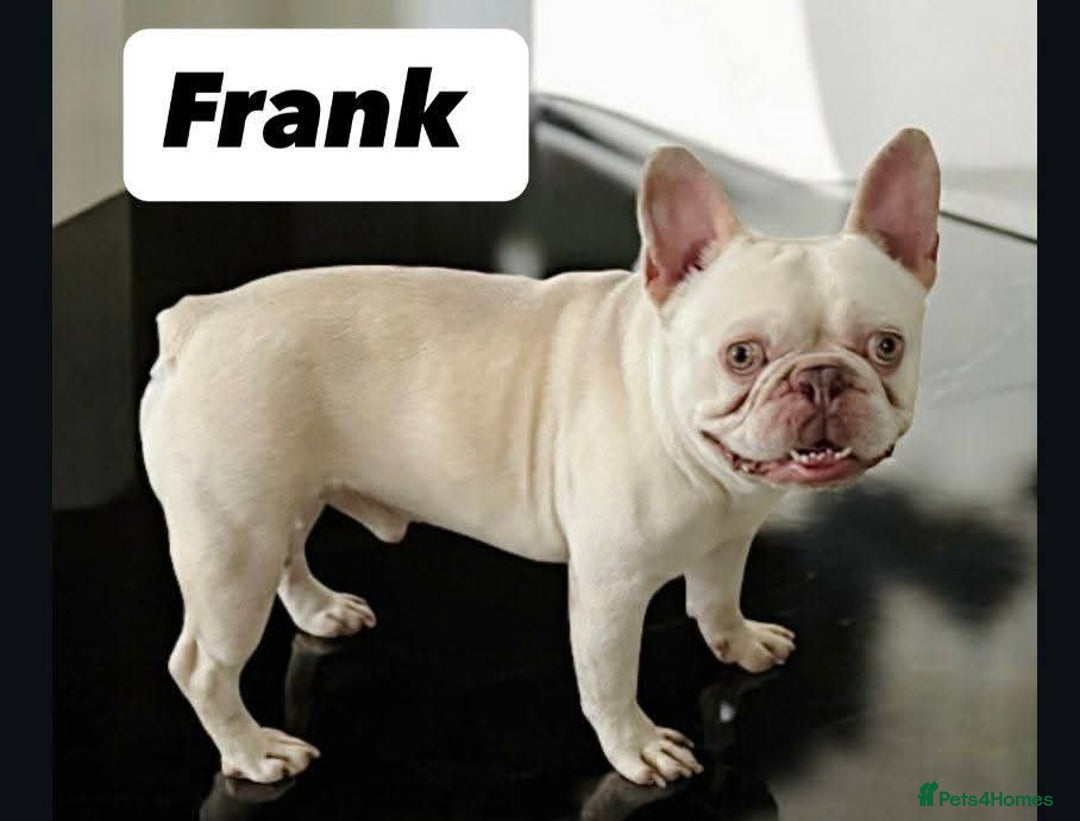 French Bulldog dogs for adoption: 💙🐶 FRANK 🐶💙 - Image 2