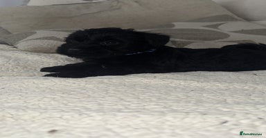 Miniature Schnauzer dogs ❤️🐾LAST BOY REMAINING🐾❤️ - Advert 7