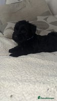 Miniature Schnauzer dogs ❤️🐾LAST BOY REMAINING🐾❤️ - Advert 7