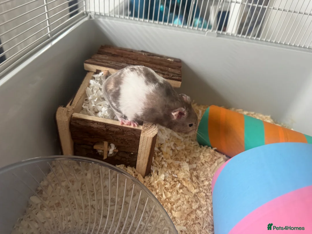 Hamster rodents for sale: Male syrian hamster with cage - Advert 2