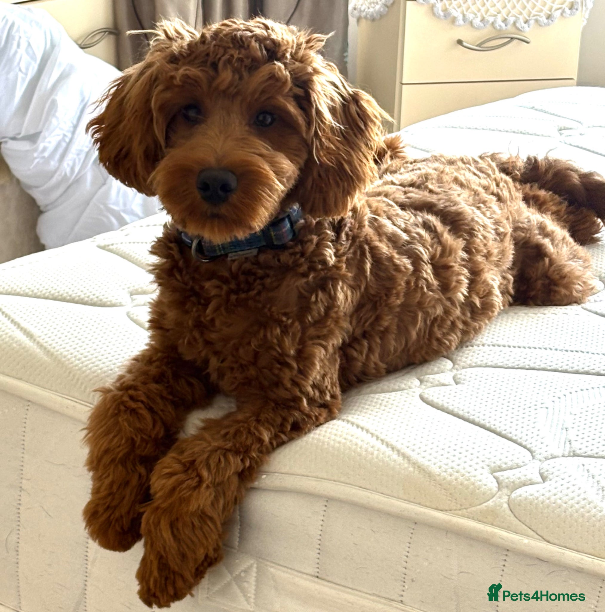 Cockapoo dogs cockapoo  - Advert 5
