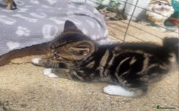Mixed Breed cats for sale: Gorgeous Bengal x babies **READY NOW** - Image 15