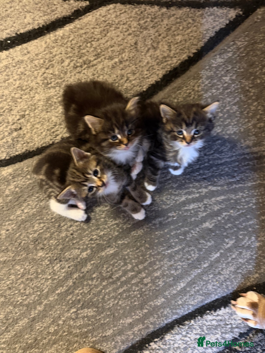Domestic Shorthair cats for sale: Adorable Kittens - Advert 2