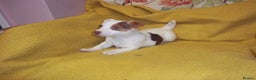 Jack Russell dogs for sale: Jack Russell pure bred Puppies for Sale - Advert 7
