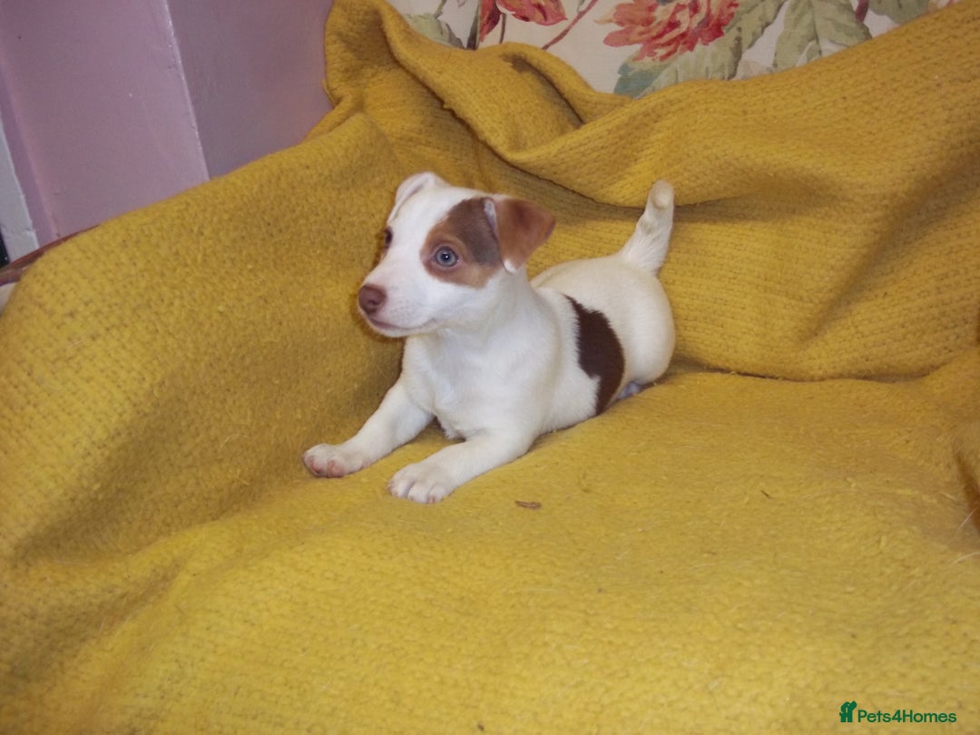 Jack Russell dogs for sale: Jack Russell pure bred Puppies for Sale - Advert 7