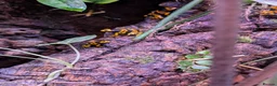 Frog reptiles for sale: Dendrobates Leucomelas “Puerto Ayacucho” - Advert 3