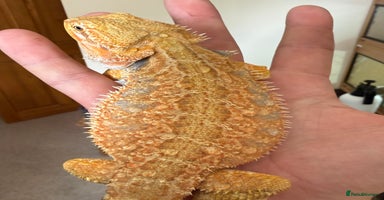 Bearded Dragon reptiles - Advert 3