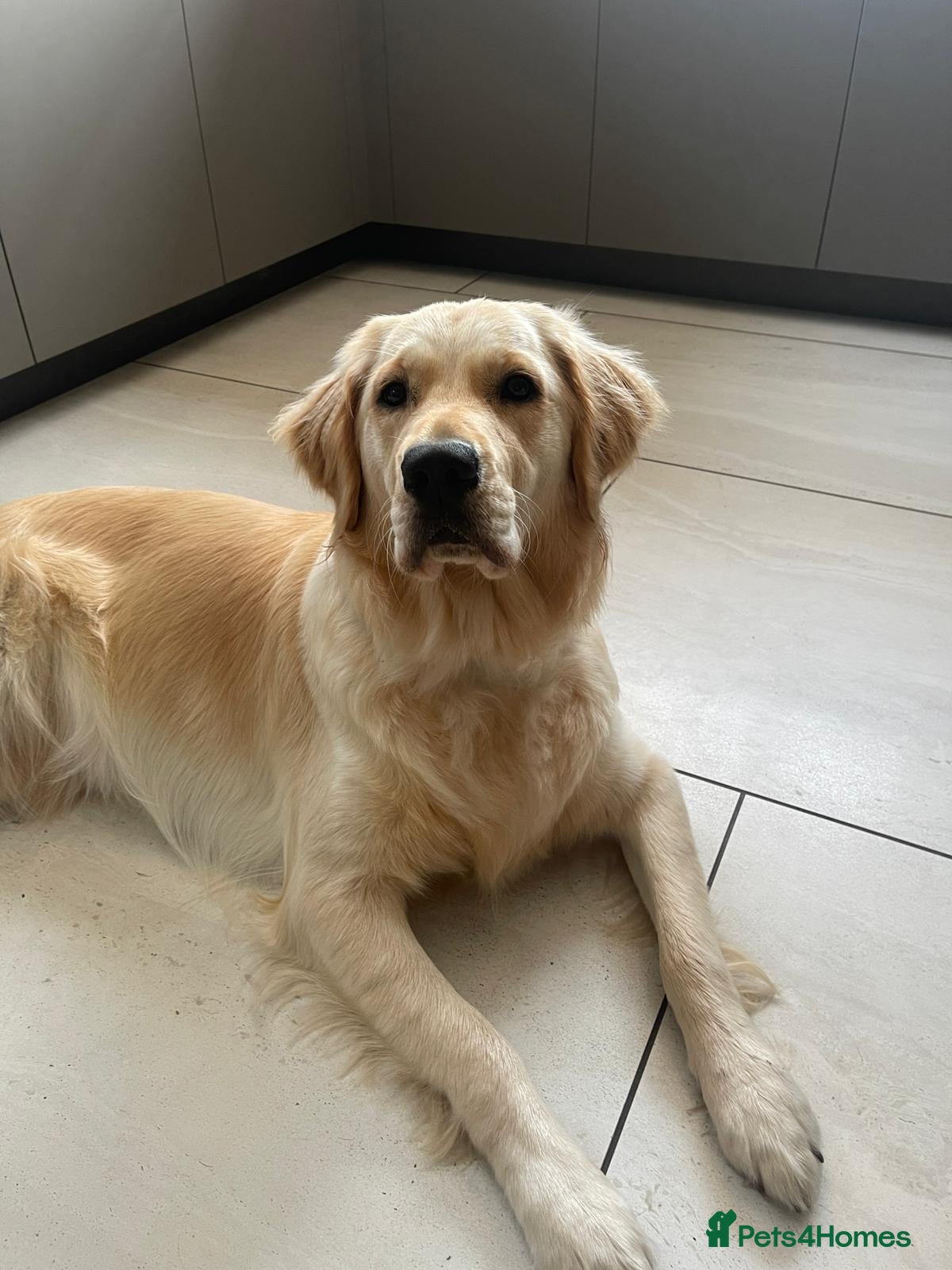 Golden Retriever dogs for sale: KC Registered Health Tested Golden Retriever Pups in Chester - Advert 9