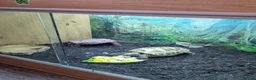 Tortoise reptiles for sale: Russian tortoise for sale in Sandy - Advert 2
