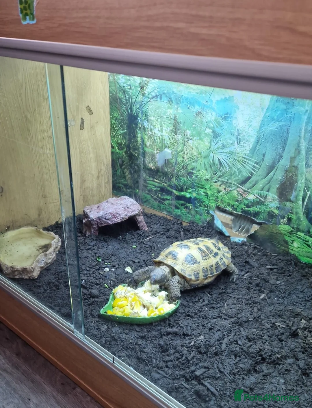 Tortoise reptiles for sale: Russian tortoise for sale in Sandy - Advert 2