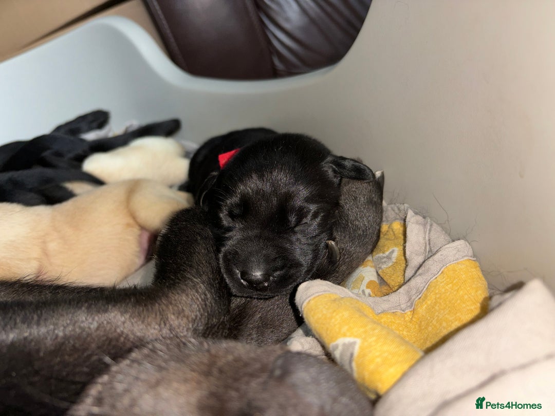 Labrador Retriever dogs for sale: 9 Beautiful Labrador Puppies For Sale  - Image 32