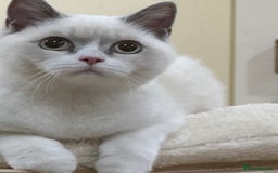 British Shorthair cats for sale: READY NOW - Lilac, BiColours & Colourpoint  - Image 9