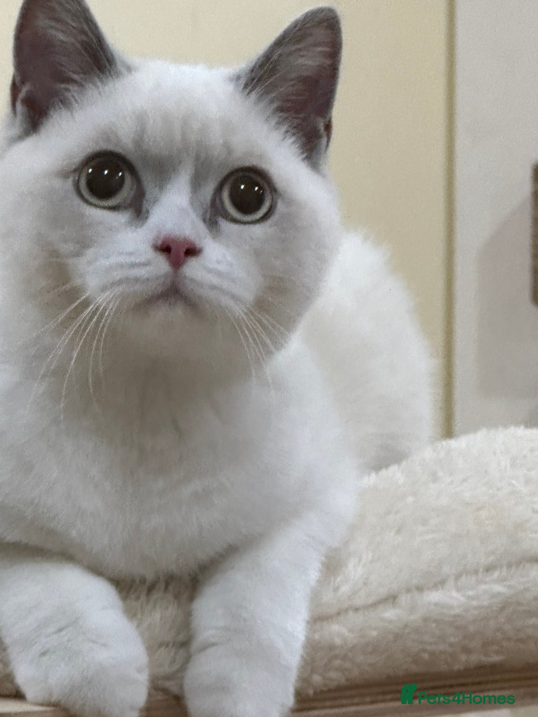 British Shorthair cats for sale: READY NOW - Lilac, BiColours & Colourpoint  - Image 9