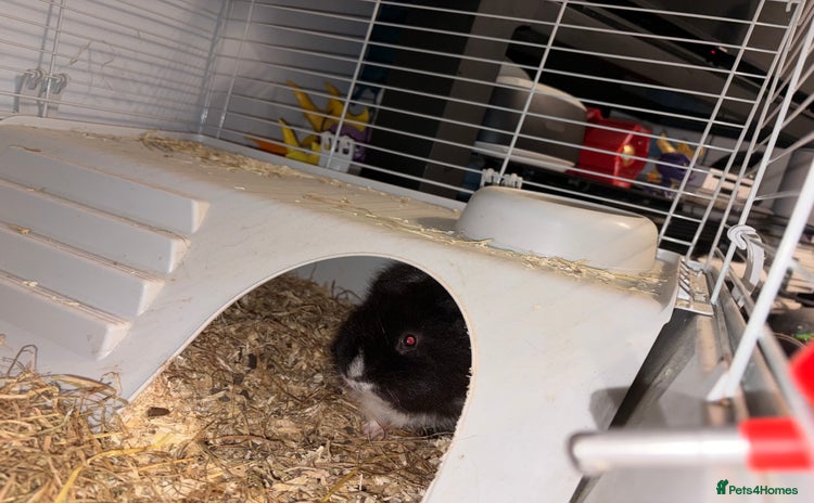 Guinea Pig rodents - Advert 1