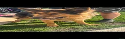 German Shepherd dogs for sale: Long haired German shepherd puppies  - Advert 7