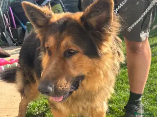 German Shepherd dogs Long haired German shepherd puppies - Advert 4