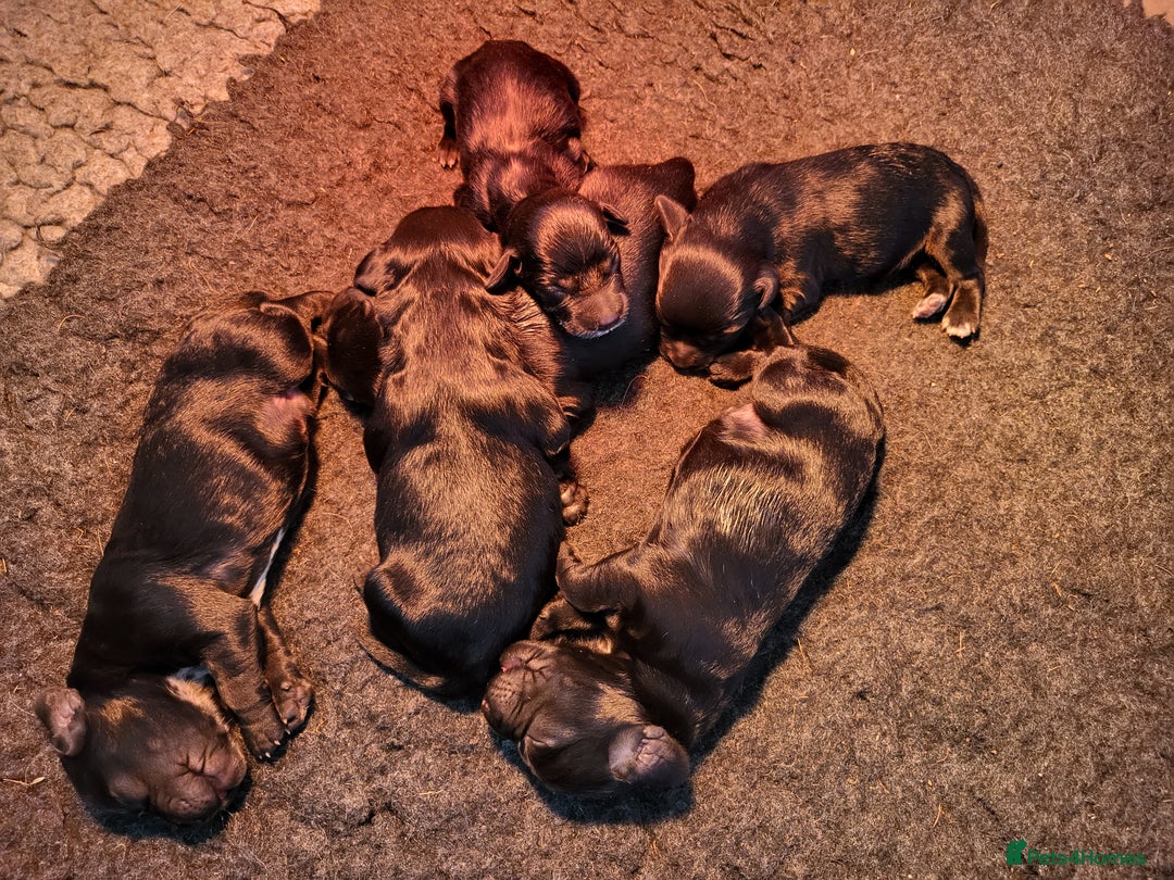 Cocker Spaniel dogs for sale: Beautiful Working Cocker Puppies - Image 18