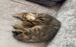 Mixed Breed cats for sale: 4 month old male kitten ready to leave - Image 6