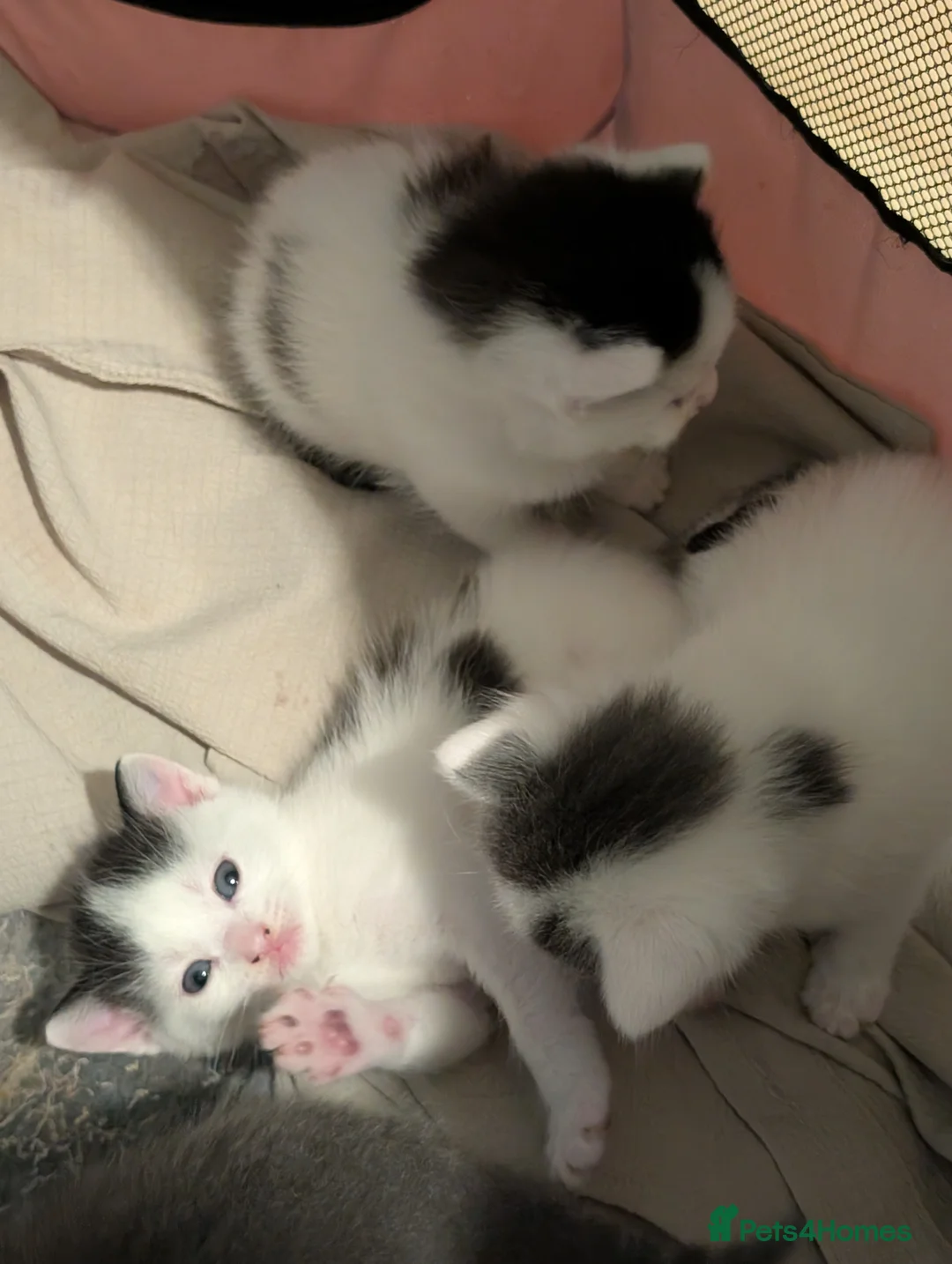 Domestic Shorthair cats for sale: Litter of kittens looking for their forever home - Advert 5