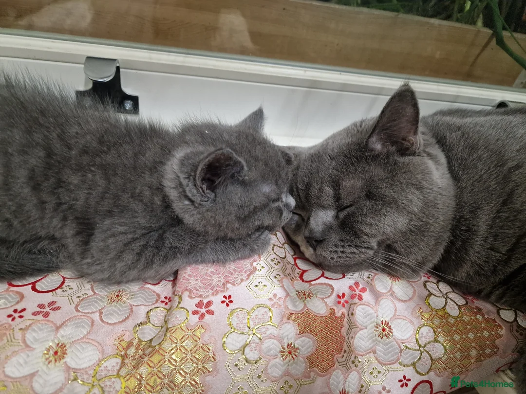 British Shorthair cats for sale: Pedigree british shorthair kitten - Advert 2