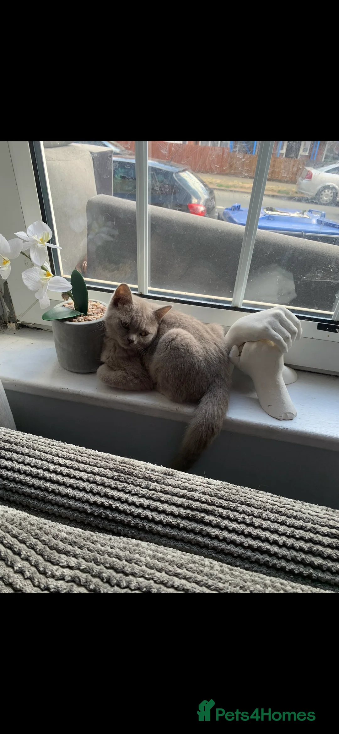 British Shorthair cats for sale: 3 year old lilac British shorthair - Advert 4