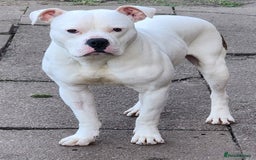 American Bulldog dogs for adoption: American Bulldog Needing Furever Home - Image 3