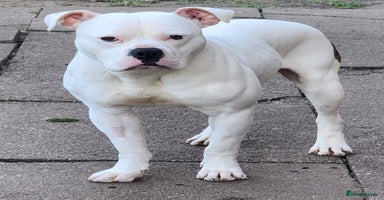 American Bulldog dogs - Advert 2