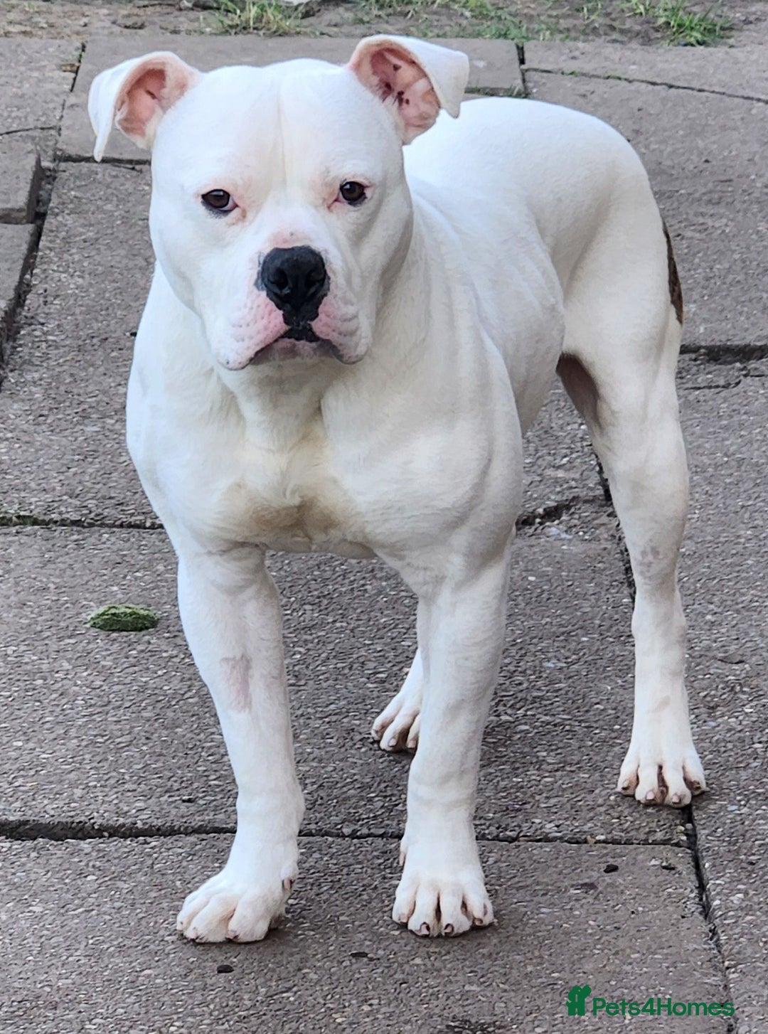 American Bulldog dogs for adoption: American Bulldog Needing Furever Home - Image 3