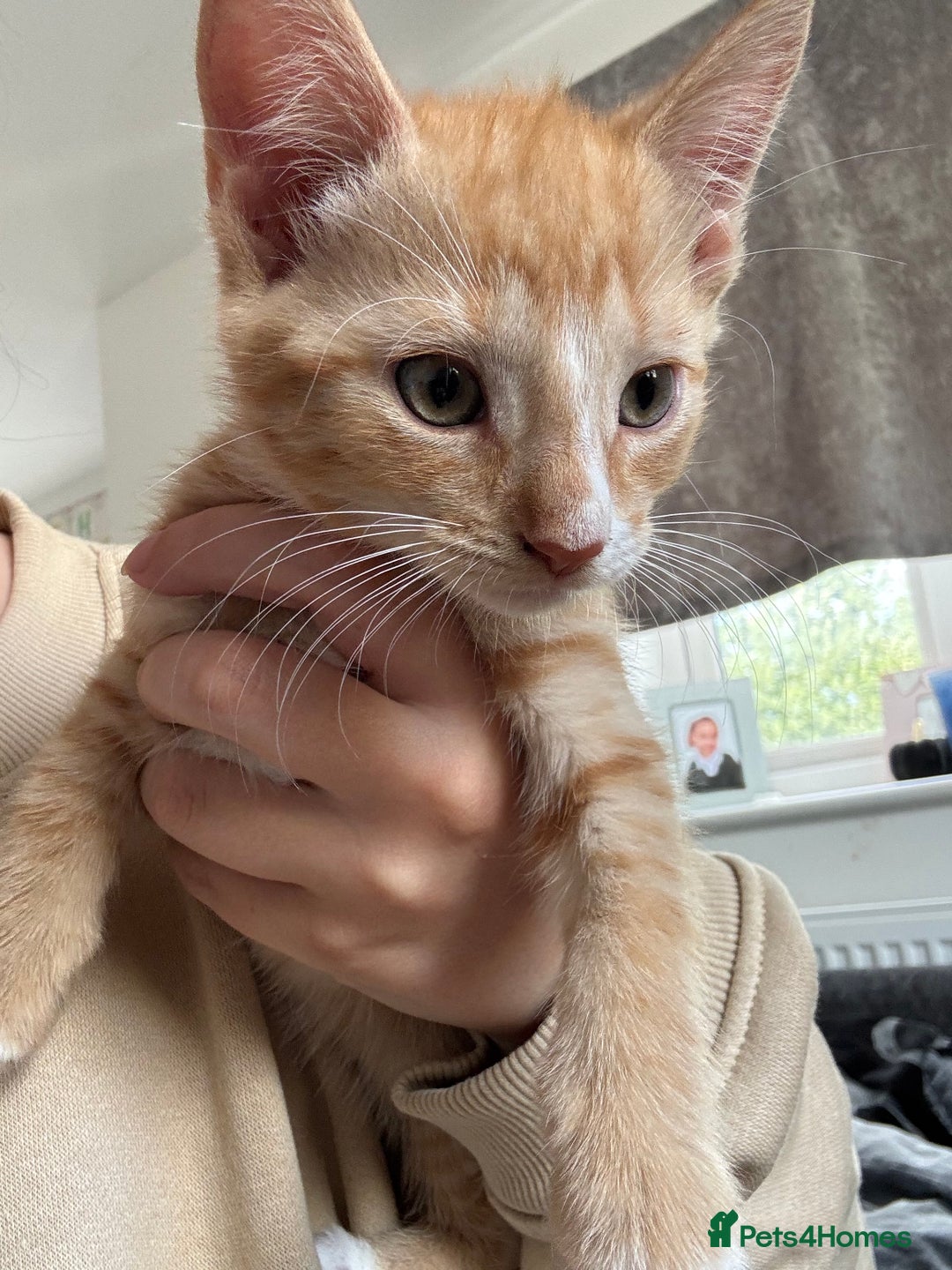 Mixed Breed cats for sale: Ginger kitten male  - Image 1