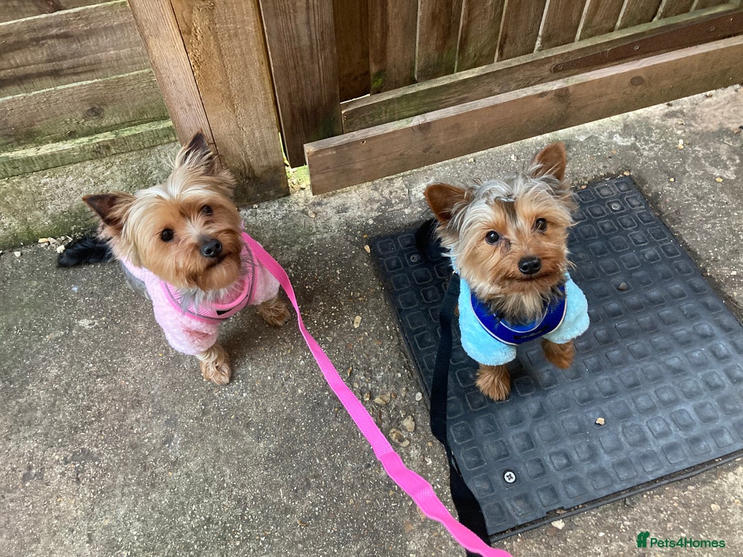 Yorkshire Terrier dogs for sale: ** Yorkshire Terrier Puppies  - Image 14