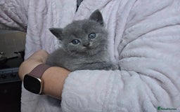 British Shorthair cats for sale: Kittens - Image 10