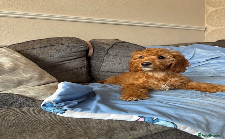 Cockapoo dogs - Advert 2