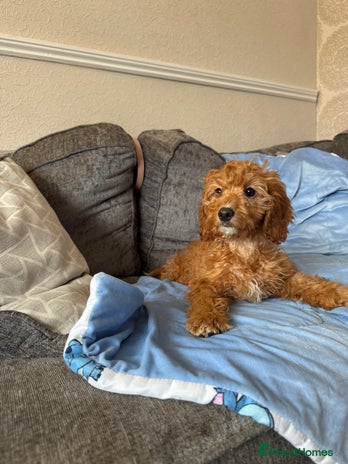 Cockapoo dogs - Advert 2