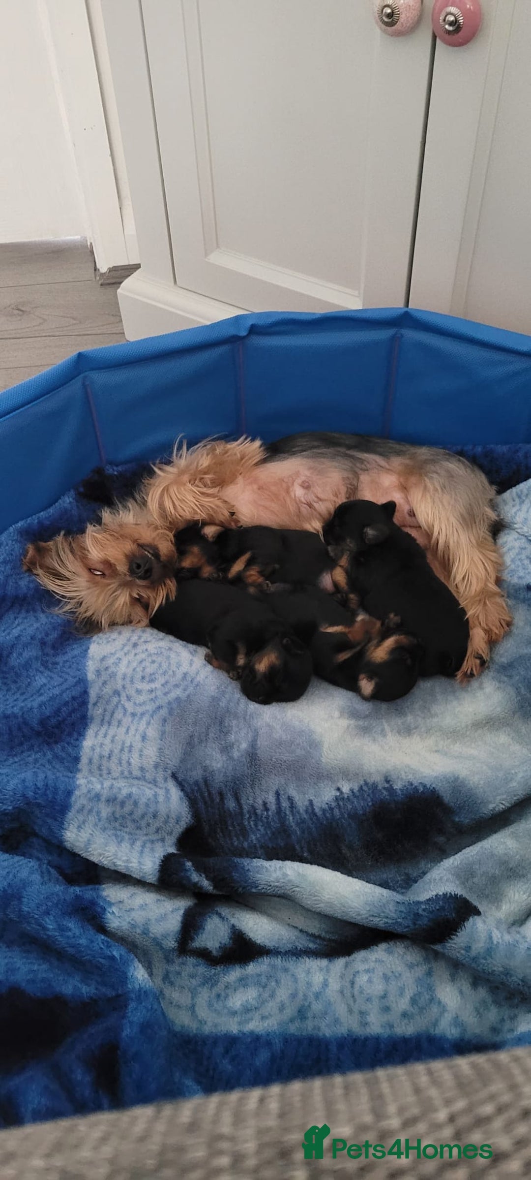 Yorkshire Terrier dogs for sale: Yorkshire terrier  - Advert 20