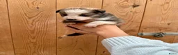 Mixed Breed dogs for sale: Collie puppies for sale  - Advert 10