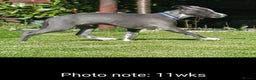 Whippet dogs for stud: Classy Smart Blue Boy 19.5tts.Sportingbred. - Advert 27