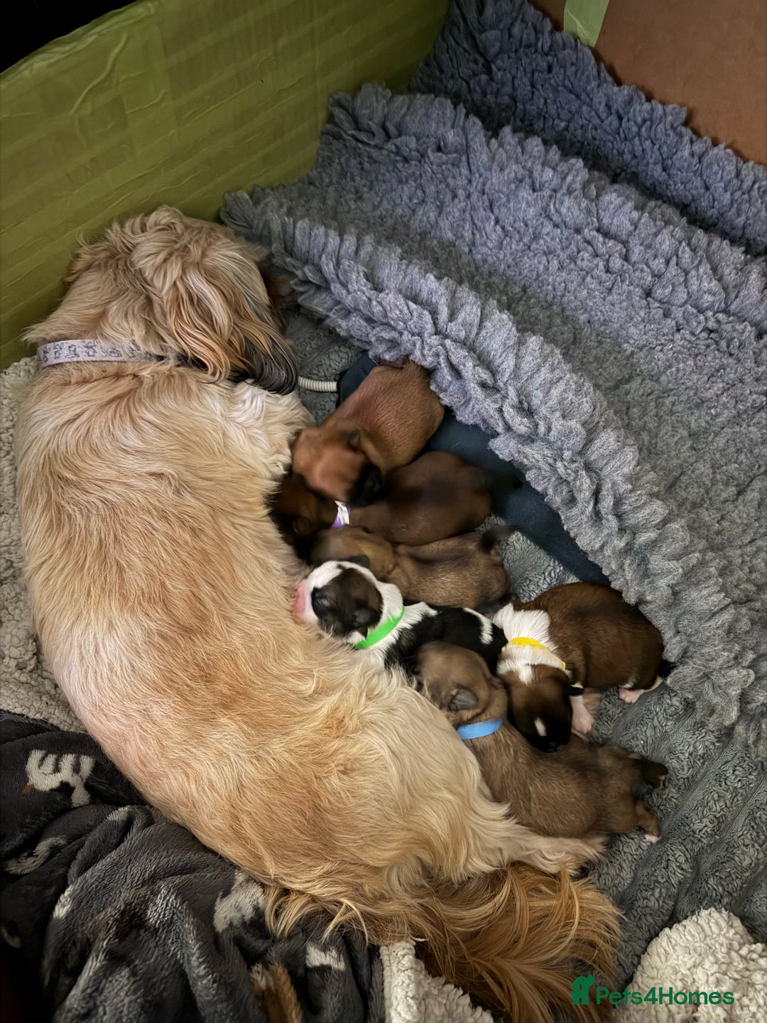 Shih Tzu dogs for sale: Shih Tzu puppy’s  - Advert 10