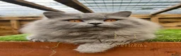 British Longhair cats for stud: GCCF Champion Blue British Longhair Stud - Advert 1