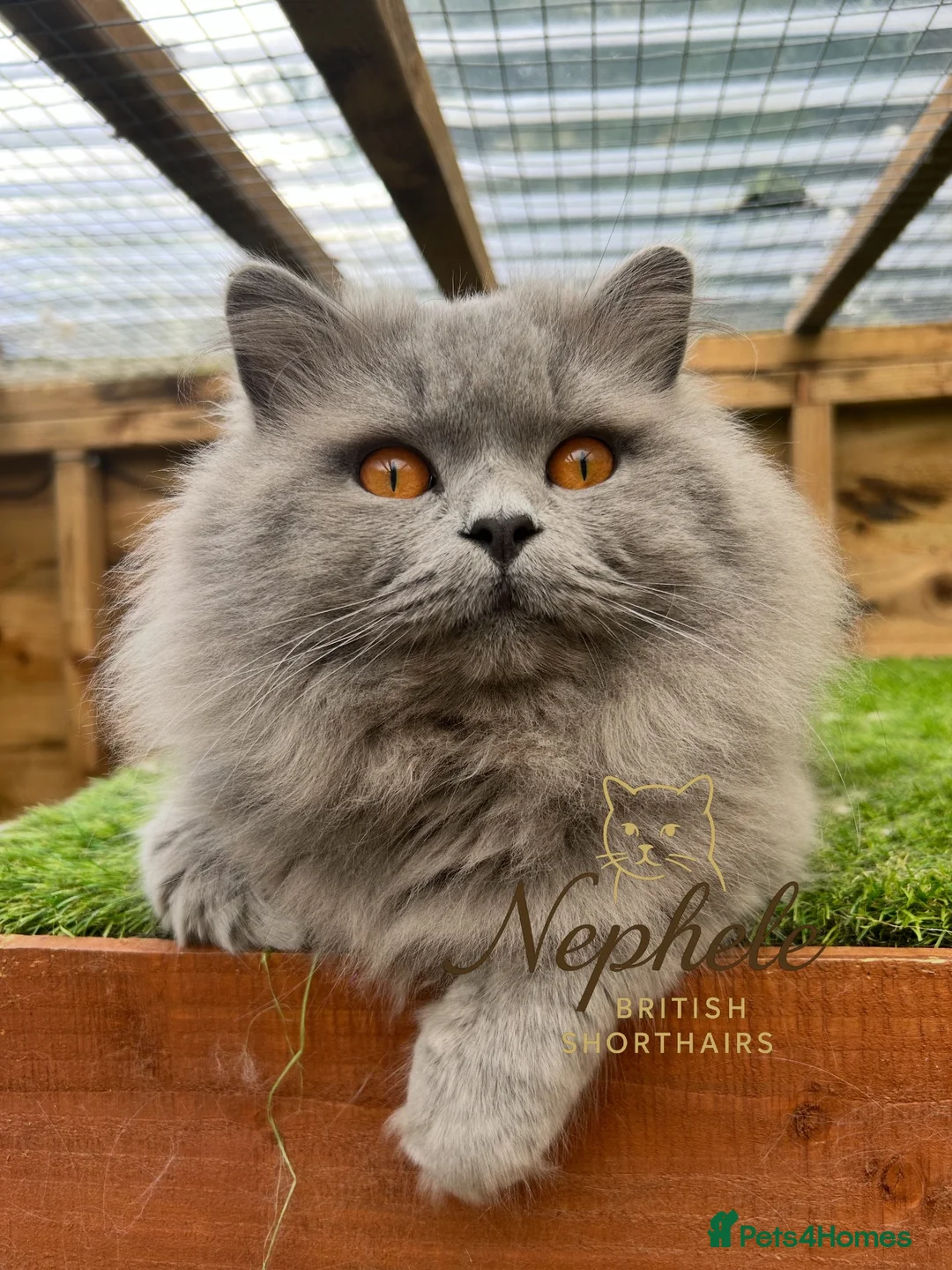 British Longhair cats for stud: GCCF Champion Blue British Longhair Stud - Advert 1