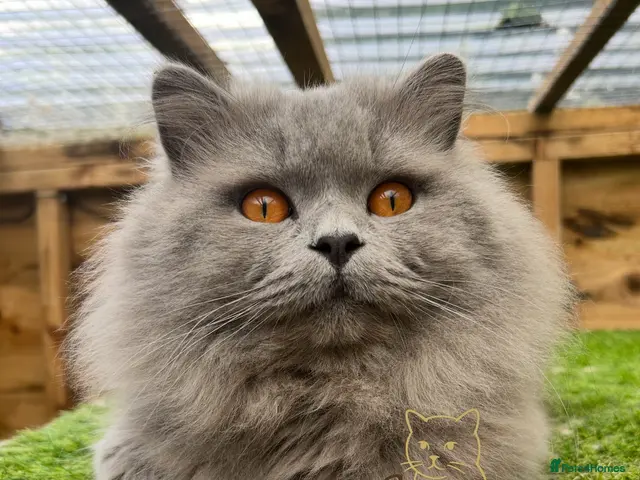 British Longhair cats GCCF Champion Blue British Longhair Stud - Advert 1
