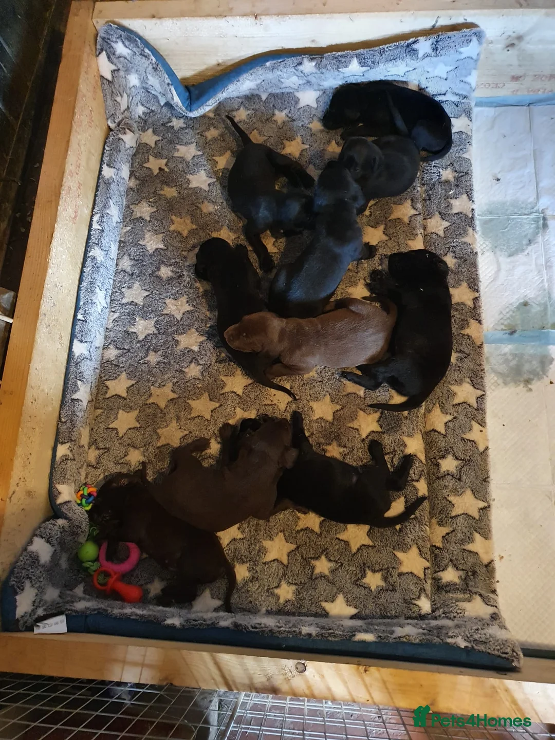 Labrador Retriever dogs for stud: Fox red Labrador ,stud duties (PROVEN) in Hengoed - Advert 15