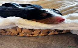 Bernedoodle dogs for sale: Health tested F1 tri bernedoodles last pup - Image 2