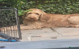 Labradoodle dogs for sale: Large standard labradoodles - Image 19
